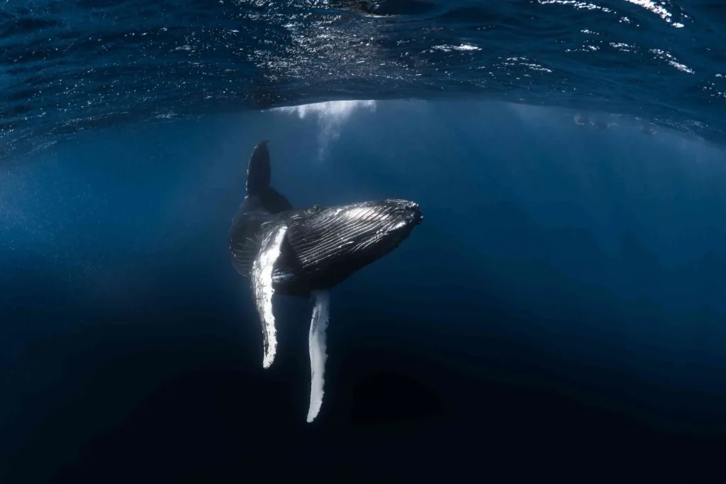 Observez une baleine dans les eaux polynésiennes© Grégory Lecoeur