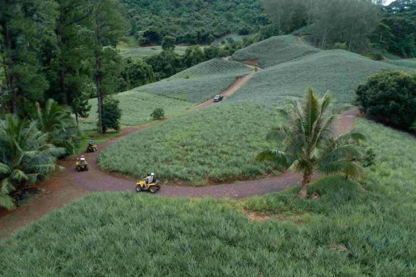 Quad bike tour of pineapple fields ©_Tahiti Fly Shoot