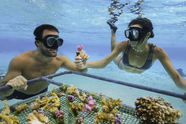 Planting a coral_© Myles McGuinness