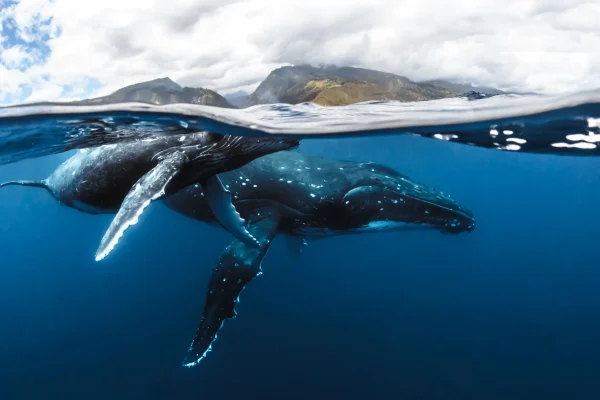 A whale and her calf in The Islands of Tahiti © Frédérique Legrand