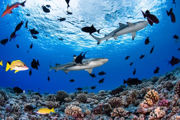Plongée avec des requins et des des poissons © Grégory Lecoeur